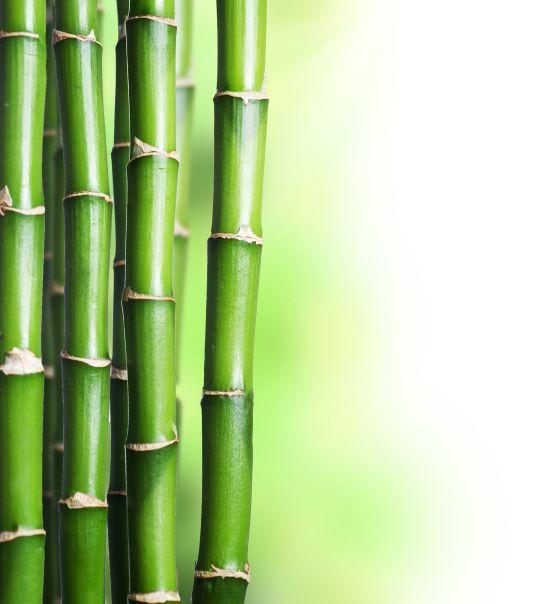 Holistic Bambou